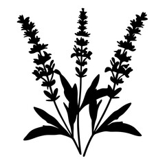 Black and white illustration of salvia , flower silhouette vector designs.