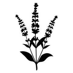 Black and white illustration of salvia , flower silhouette vector designs.