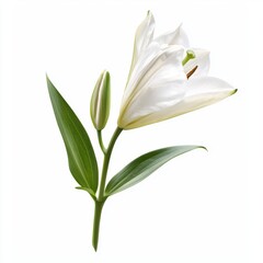 Obraz premium Beautiful White Lily Flower with Green Leaves Isolated on White Background, Perfect for Nature and Floral Art Concepts