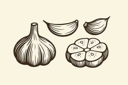 Vintage garlic illustration with whole bulb, cloves, and cross-section