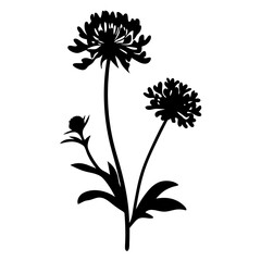 Black and white illustration of scabiosa , flower silhouette vector designs.