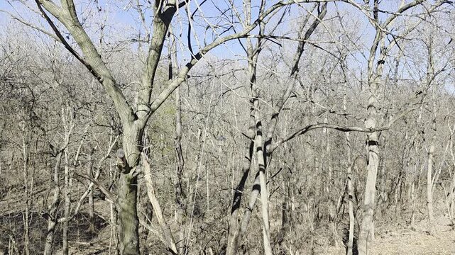 Wild bird sounds in a midwest spring.