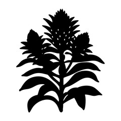 Silhouette of a tropical plant with three flower heads and large leaves