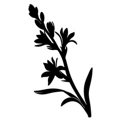 Elegant Black Silhouette of a Tuberose Flower Branch with Multiple Blooms and Leaves