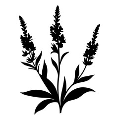 Silhouette of Three Blooming Lavender Flowers Botanical Illustration Black and White Floral Design Element