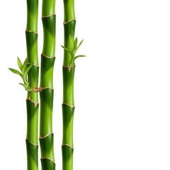 Obraz premium A view of several stalks of green bamboo with small leaves isolated on white background