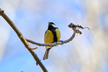 Robin with beautiful yellow and black feathers sings away while sitting on a branch