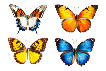 Colorful Exotic Butterflies High Resolution