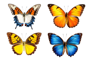 Colorful exotic butterflies high resolution collection  isolated on a transparent background 