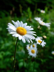 Beautiful daisies blooming in a lush green field
