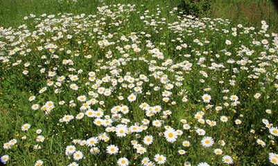 Chamomile flowers (Leucanthemum vulgare) bloom in a meadow