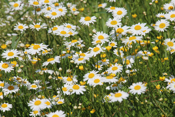 Fototapeta premium Chamomile flowers (Leucanthemum vulgare) bloom in a meadow