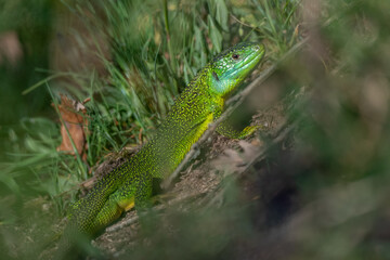 Green lizard (Lacerta bilineata) warming itself in the sun in spring.