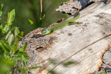 Green lizard (Lacerta bilineata) warming itself in the sun in spring.