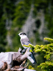 Bird perched in its tree