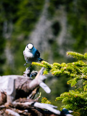 Bird perched in its tree