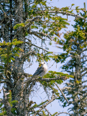 Bird perched in its tree