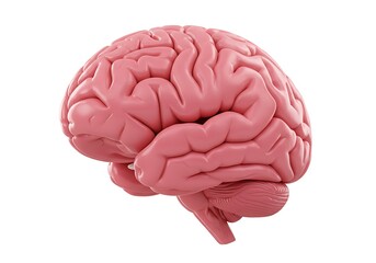 A 3d pink anatomical model of a human brain on white background