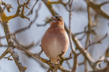 Eurasian Chaffinch Male (Fringilla Coelebs) on branch.