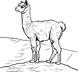 Fototapeta premium alpaca, giraffe, animal, cartoon, wild, safari, vector, zoo, illustration, mammal, animals, nature, wildlife, zebra, neck, cute, tall, funny, baby, drawing, jungle, art, design, set, fun, elephant