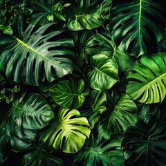 Tropical Green Leaves on a Dark Background, Capturing the Essence of Nature's Summer Forest Plants, Providing a Serene and Exotic Ambience for a Relaxing Escape into Nature