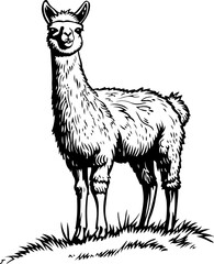 Fototapeta premium alpaca, giraffe, animal, cartoon, wild, safari, vector, zoo, illustration, mammal, animals, nature, wildlife, zebra, neck, cute, tall, funny, baby, drawing, jungle, art, design, set, fun, elephant