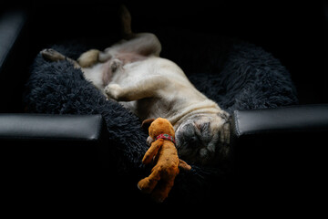 Dog - beige pug - feels comfortable in the dog sofa and sleeps on its back. Color contrast matt black and orange with copy space.