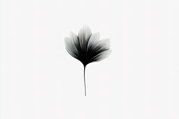 Elegant black and white botanical illustration showcasing intricate leaf details