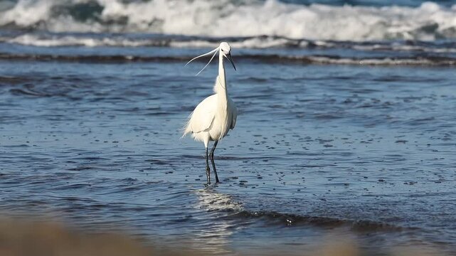 Garceta Egretta garzetta falla su presa en la pesca y sigue buscando, Alicante, Espa&ntilde;a