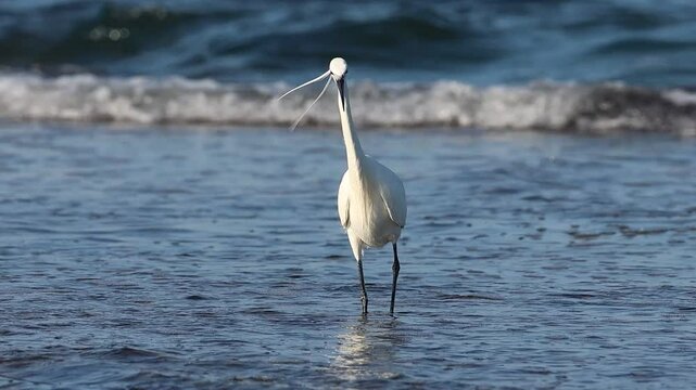 Garceta Egretta garzetta con plumaje nupcial cam&iacute;na hacia la c&aacute;mara mientras busca alimento en la playa, Alicante, Espa&ntilde;a
