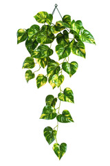 Heart-Shaped Green Plant on transparent background