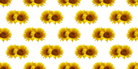 Seamless pattern of two vibrant sunflowers blooming on white background