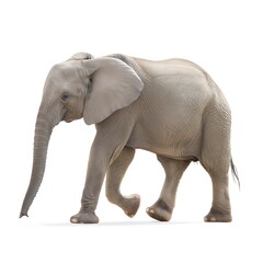 Fototapeta premium Baby Elephant Safari Adventure: Majestic Wildlife Photography in African Savannah