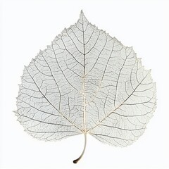 Obraz premium Delicate Skeleton Leaf with Intricate Veins Against a Clean Background for Nature and Botanical Designs