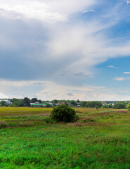 Fototapeta premium Field of grass with a small tree in the middle