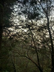 sunset in the forest