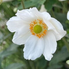White Anemone Sylvestris &mdash; Close-Up of Flower, Macro of Bloom in Blurred Garden Natural Light