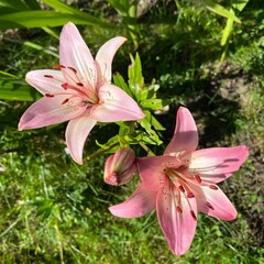 Fototapeta premium Rosella's Dream Pink Lily (Lilium) — Top View of Two Flower Blooms with Soft Blurred Garden Background in Natural Light