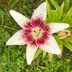 White Lily with Burgundy Spots in the Garden, Bordeaux-Spotted Lily
