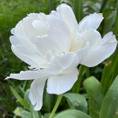Fototapeta premium White Double Tulip in Bloom – Mount Tacoma Tulipa Flower in Garden with Blurred Background in Natural Light