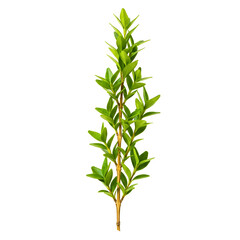 Naklejka premium Green boxwood branch isolated on white background 