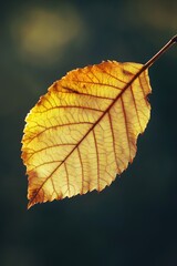 Hanging Yellow Leaf on Branch
