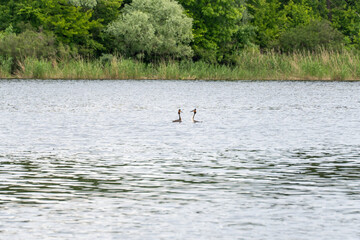 Two wild crested grebe swims in river in springtime. Female and male podiceps cristatus. Life waterfowl in wild nature. Pair of great grebes.