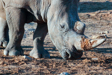 Obraz premium Rhino close up