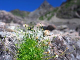 高山植物イワツメクサと槍ヶ岳