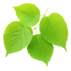 Fototapeta premium natural conservation concept Green leaves with intricate veins against a black background. isolated on white background