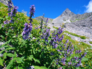 槍ヶ岳と高山植物ミソガワソウ