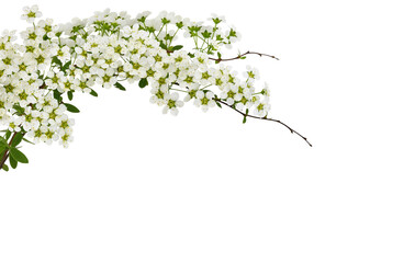 Spring twigs of spiraea flowers in a floral top arrangement isolated on white or transparent background.