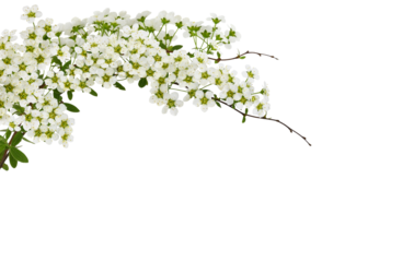 Spring twigs of spiraea flowers in a floral top arrangement isolated on white or transparent background.