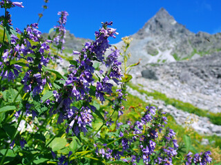 槍ヶ岳と高山植物ミソガワソウ